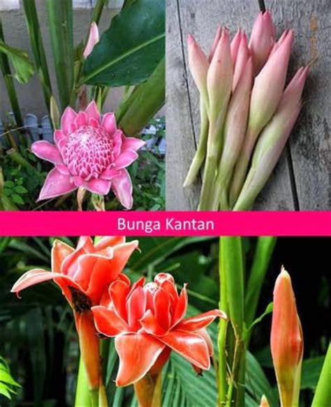 Check spelling or type a new query. Pasu Bunga Murah - Pagar Rumah