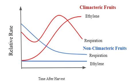 Ethylene And The Regulation Of Fruit Ripening University Of Maryland