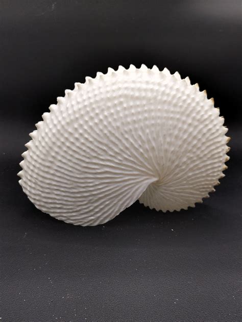 Rare Argonauta Nodosa Paper Nautilus 5665 She Sells Shells