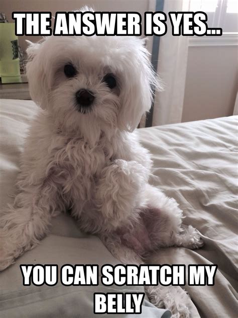 Haha All Dog Wants And Says It With Class Funny Maltese Maltese Dogs