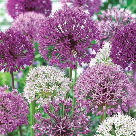 Brecks Giant Allium Bulbs Mixture 15 Pack 72751 The Home Depot