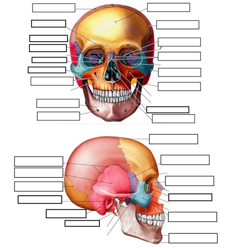 Skull Anatomy Diagram Quizlet