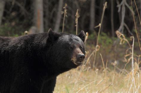 How Long To Bait Bears Bear Baiting Bear Hunting Magazine