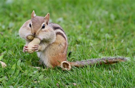 Chipmunk Facts Striped Rodent Marmotini Habitat And Diet