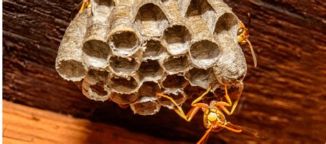 Paper Wasp Identification And Control Guide Abc Blog