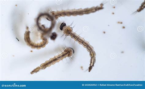 Bunch Of A Mosquito Larvae Swimming On Water Stock Photo Image Of