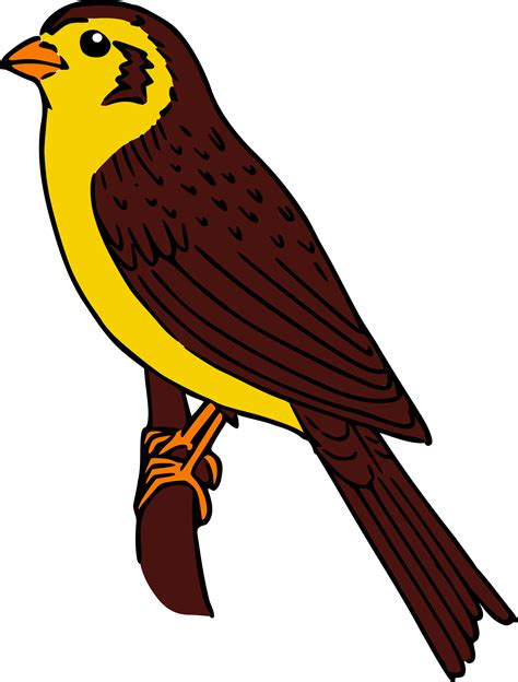 Hawk clipart sparrow hawk, Hawk sparrow hawk Transparent FREE for download on WebStockReview 2021