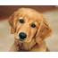 Golden Retriever Dog  Full HD Pictures