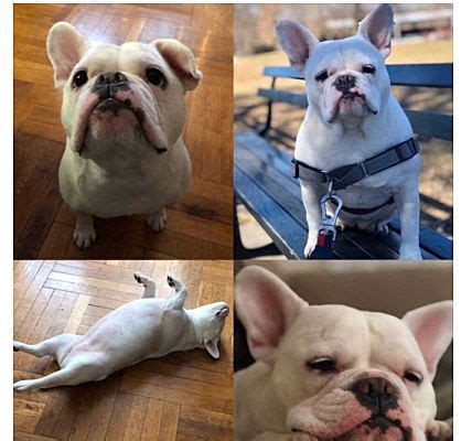 He's also a good choice for breeders like to send french bulldog puppies to their new homes when they are nine or 10 weeks old. French Bulldog Rescue Ny Nj - Pets Ideas