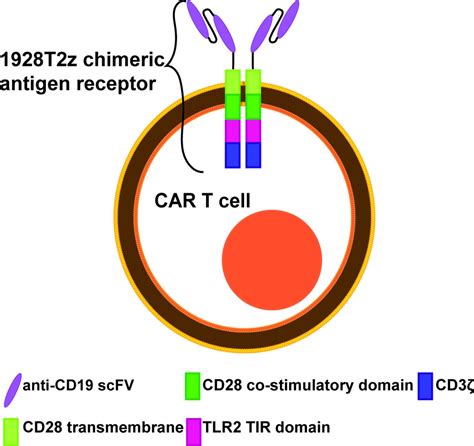 Third Generation Anti Cd19 Chimeric Antigen Receptor T Cells