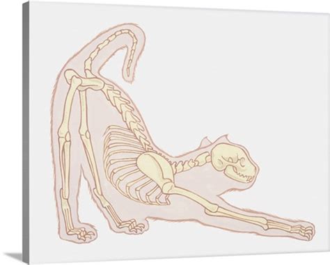 Draw pictures eymir mouldings co. Anatomical illustration of a cat stretching, side view ...
