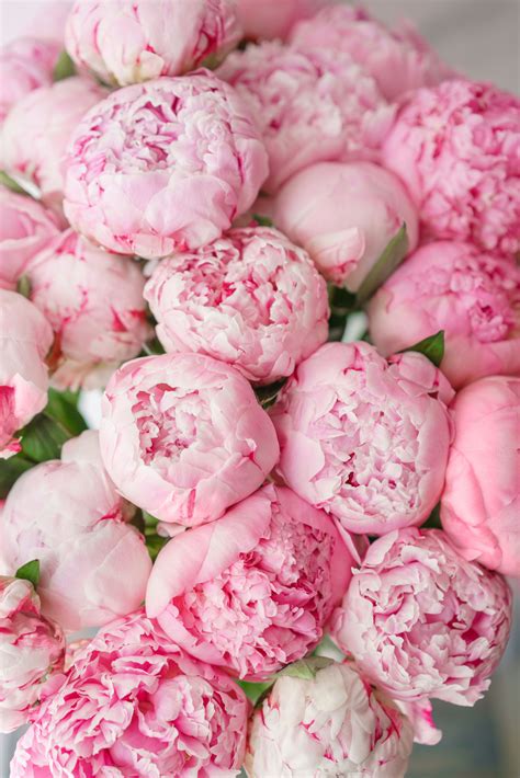 Pink Peonies Wallpapers Wallpaper Cave