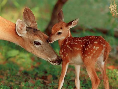 Mama White Tailed Deer Fawn Cute Animals Animals Wild Funny Animals