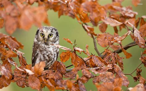 Autumn Owl Desktop Wallpapers Top Free Autumn Owl Desktop Backgrounds