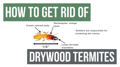 Termites are often called the silent protect your home, property, and business by purchasing professional products from pest outpost. How To Get Rid of Drywood Termites Guaranteed - Pest Control Tips