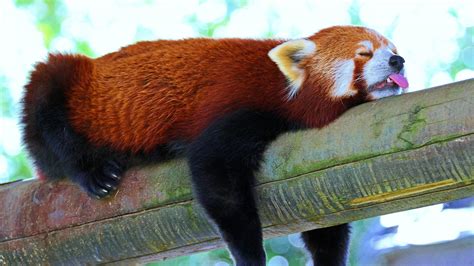 Get Amazing Background Red Panda Images In High Definition