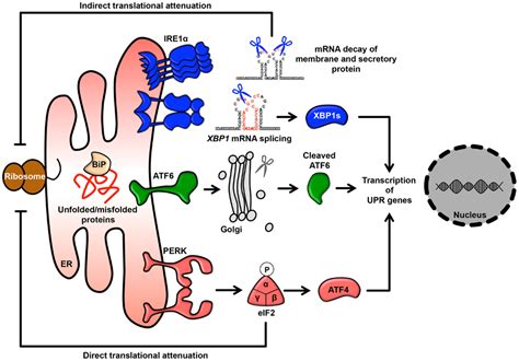 Frontiers Stress Responses From The Endoplasmic Reticulum In Cancer