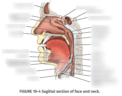 Sagittal Section Of Face And Neck Diagram Quizlet