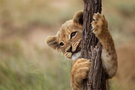 You Need This Adorable Baby Animals Romping In The Wild