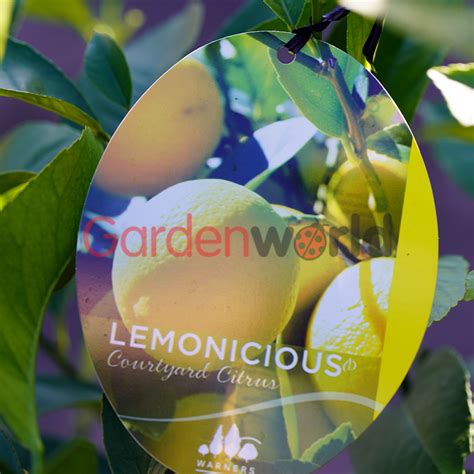 Lemon Lemonicious Fruiting Trees Gardenworld Nursery