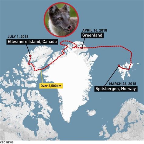 A Young Arctic Fox Has Walked 3506 Km From Norway To Canada Rscience