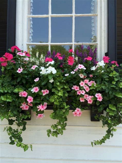 Best Flowers For Window Flower Boxes Fall Window Box Window Box