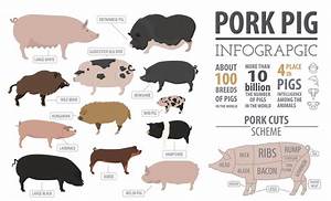 Pig Breeds Chart With Breeds Name Stock Vector Illustration Of Animals
