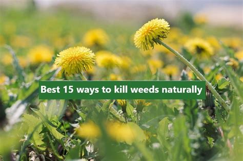 Powerful 15 Techniques To Kill Weeds Naturally Really Work