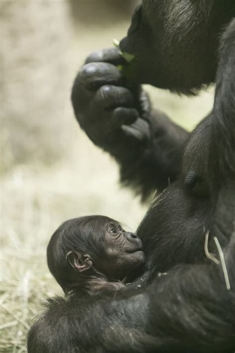 First Western Lowland Gorilla Birth For Fort Worth Zoo Zooborns
