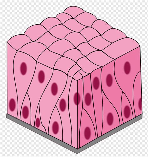 Simple Columnar Epithelium Pseudostratified Columnar Vrogue Co