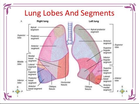 Lung Lobes And Segments 19 Lung Anatomy Anatomy Nursing Notes