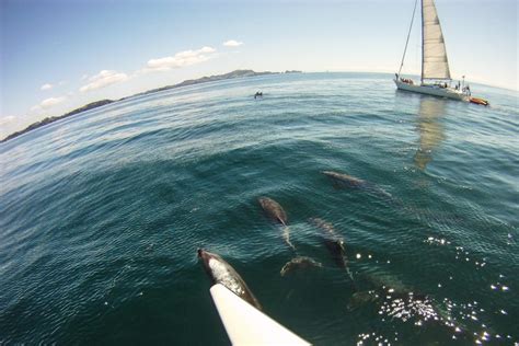 Bay Of Islands Tour Swim With Dolphins In New Zealand
