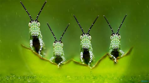 Download Little Green Insects Hd Wallpaper Res By Whitneys9
