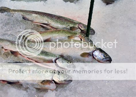 Fishing Totem Secret Facts About Trout Fishing Lures And How To Use