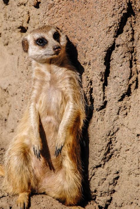 A Meerkat Prairie Dog Eating Hay And Grass Stock Photo Image Of