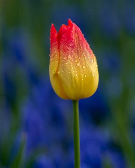 Tulip With Raindrops Tulips Vibrant Flower Rain Drops Plant Life