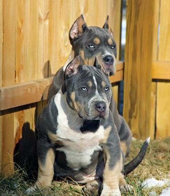 Maybe you would like to learn more about one of these? XXL Blue Pitbulls Biggest Pitbull Puppies Kennel