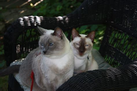 Snowshoe And Seal Point Siamese Seal Point Siamese Cats