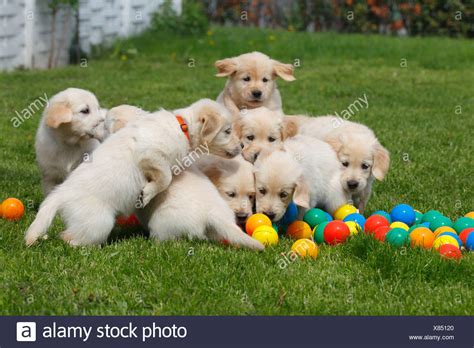 Puppies Playing Stock Photos And Puppies Playing Stock Images Alamy