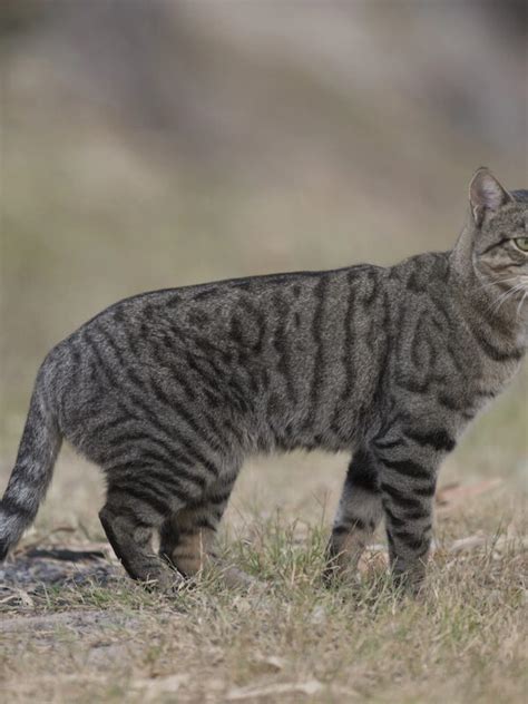 Ai Goes Feral In Fight To Protect Native Species From Wild Cats On