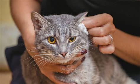 17 Cara Membersihkan Telinga Kucing Dan Obat Tetes Telinga