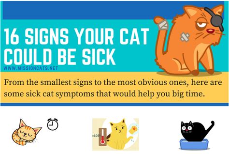 16 Signs Your Cat Could Be Sick Mission Cats