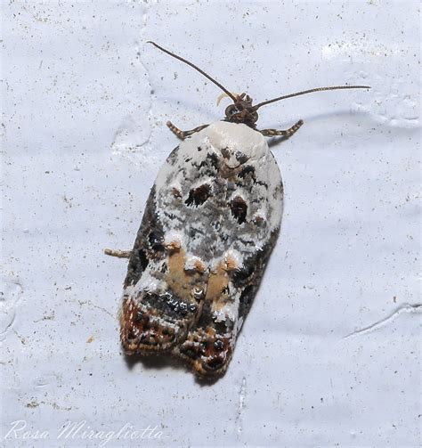 Snowy Shouldered Acleris Moth 193a8277 Rosa Miragliotta Flickr