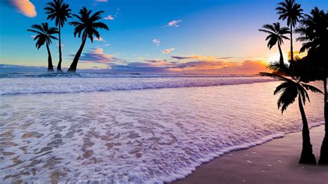 Palm Trees On Beach Sand Under Blue Sky Hd Palm Tree Wallpapers Hd Wallpapers Id