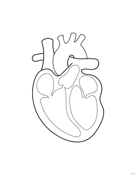Anatomical Heart Coloring Page In Illustrator Pdf Svg  Eps Png