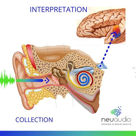 The Ear Might Collect The Sound But Its The Brain That Interprets It