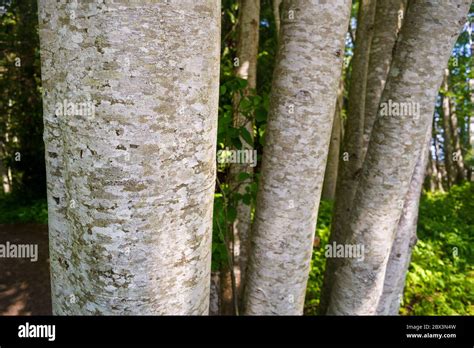 Trunks And Scaly Looking Bark Of Red Alder Tree Alnus Rubra Qualicum