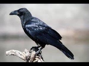 كما يرى ابن سيرين أن رؤية الحذاء الأسود في المنام بالنسبة للفتاة العزباء، وكان الحذاء يحتاج للتنظيف. تفسير حلم الطير الاسود في المنام للعزباء والمتزوجة والحامل ...