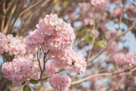 19 Types Of Flowering Trees To Embellish Your Beautiful Garden