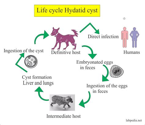 Echinococcus Granulosus Hydatid Disease Hydatid Cyst